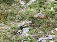 IMG 4731