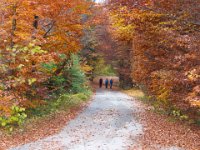 IMG 0334