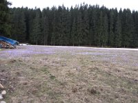 IMG 0642