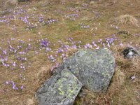 IMG 0663