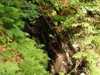 DSC06131