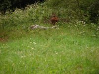 DSC09103