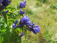 IMG 4521