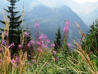 IMG 4567